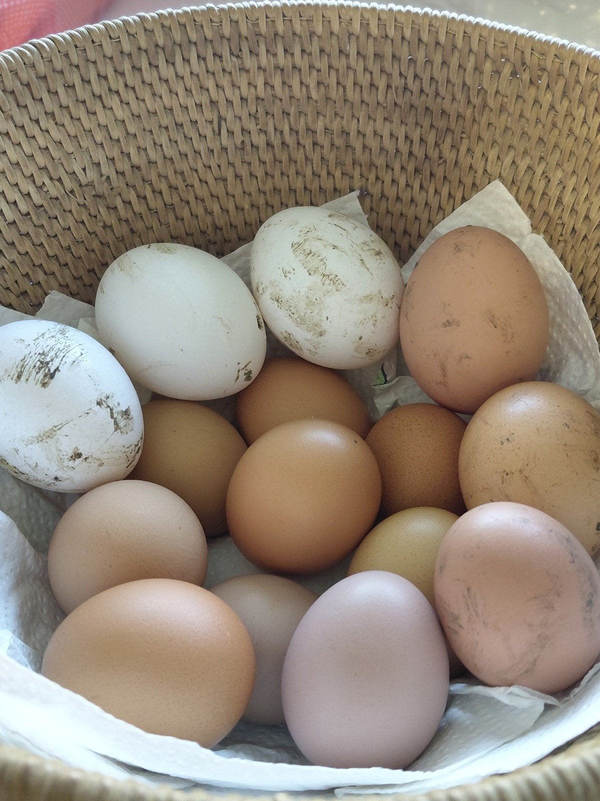 Verse eieren ., Dieren en Toebehoren