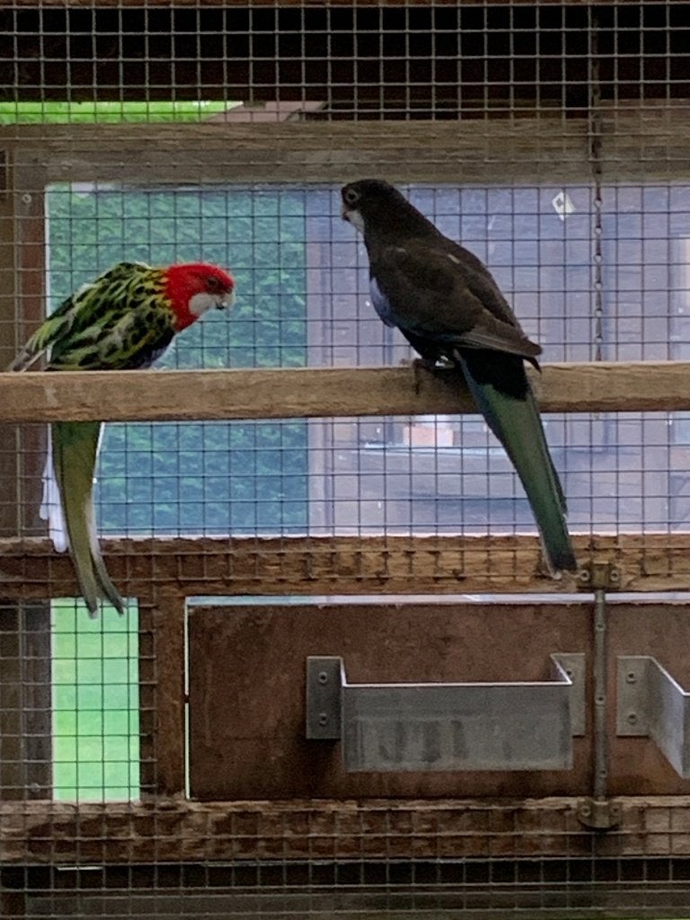 kweekkoppels Rosela's, Meerdere dieren, Parkiet, Geringd
