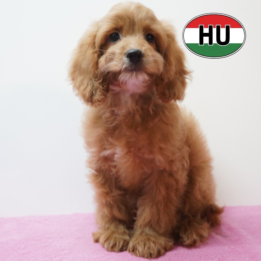 Cavapoo pups te koop - zacht & ondeugend!, 15 weken tot 1 jaar, Buitenland, CDV (hondenziekte), Meerdere