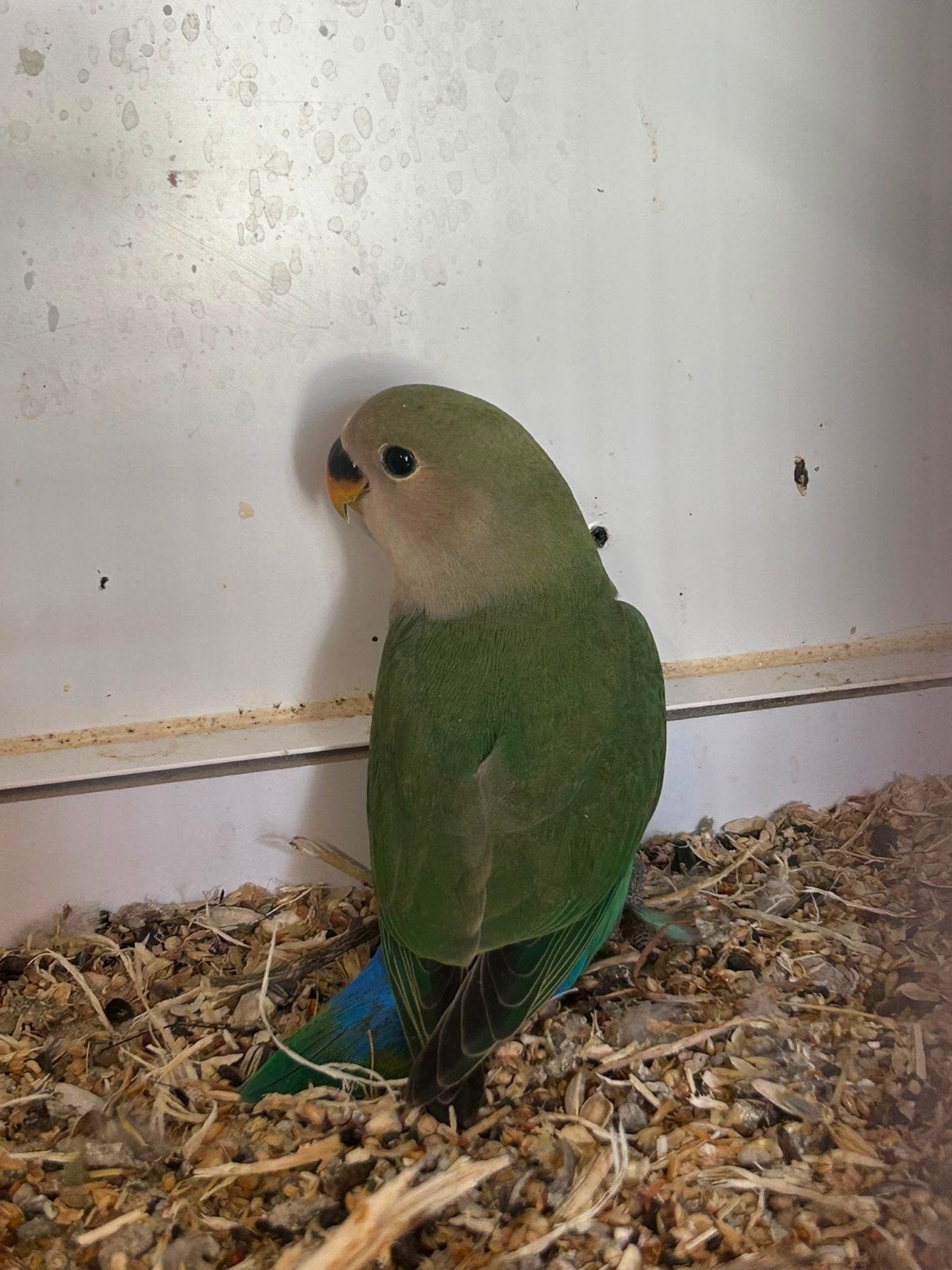 Roseicollie, Dieren en Toebehoren, Geslacht onbekend