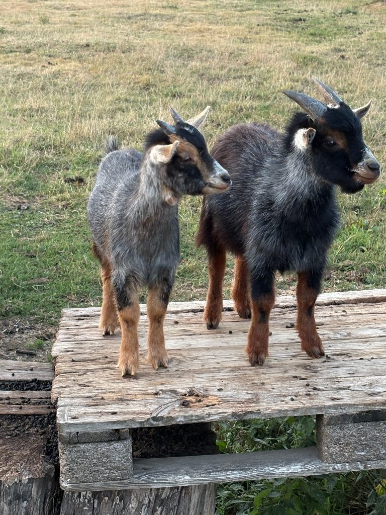 2 chèvres naines, Plusieurs animaux, Chèvre, 0 à 2 ans