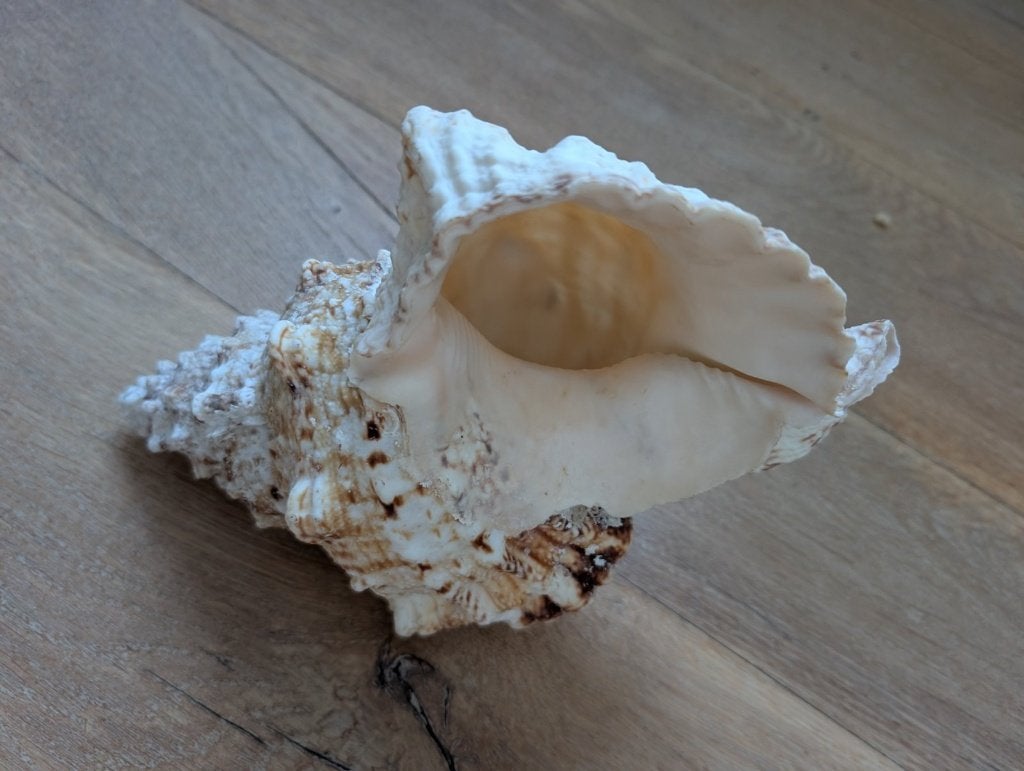 Grote schelp murex Chicoreus ramosus, decoratie, Ophalen, Schelp(en)