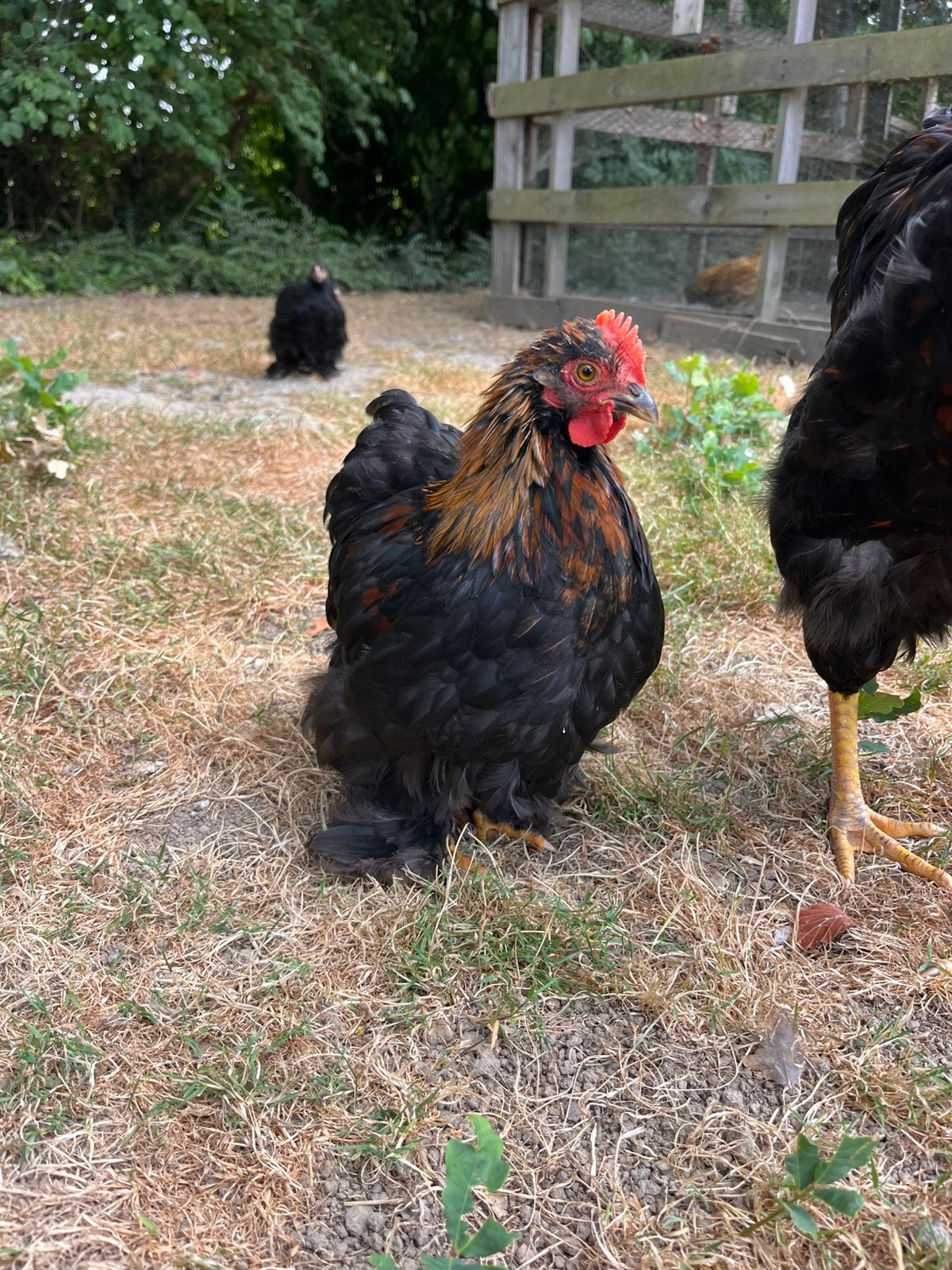 Mooi Cochin haantje, Dieren en Toebehoren, Pluimvee, Mannelijk, Kip