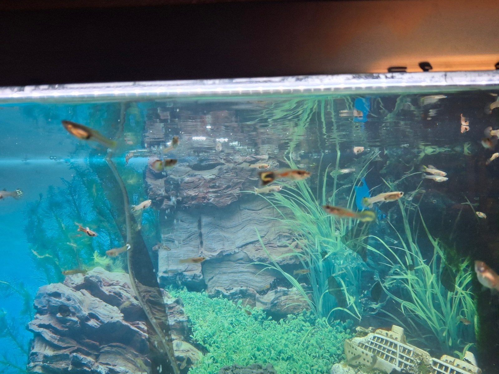 Volwassenen guppy's verschillende kleuren, Ophalen