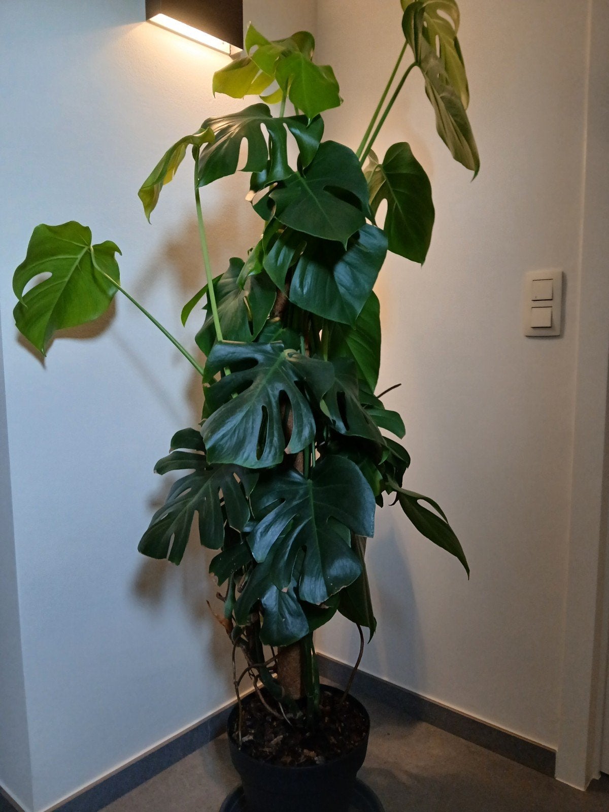 Monstera kamerplant, Enlèvement