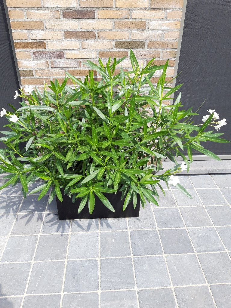 2 orleanders in grootte vorstvrije pot, Autres espèces, Plein soleil, Été, Enlèvement