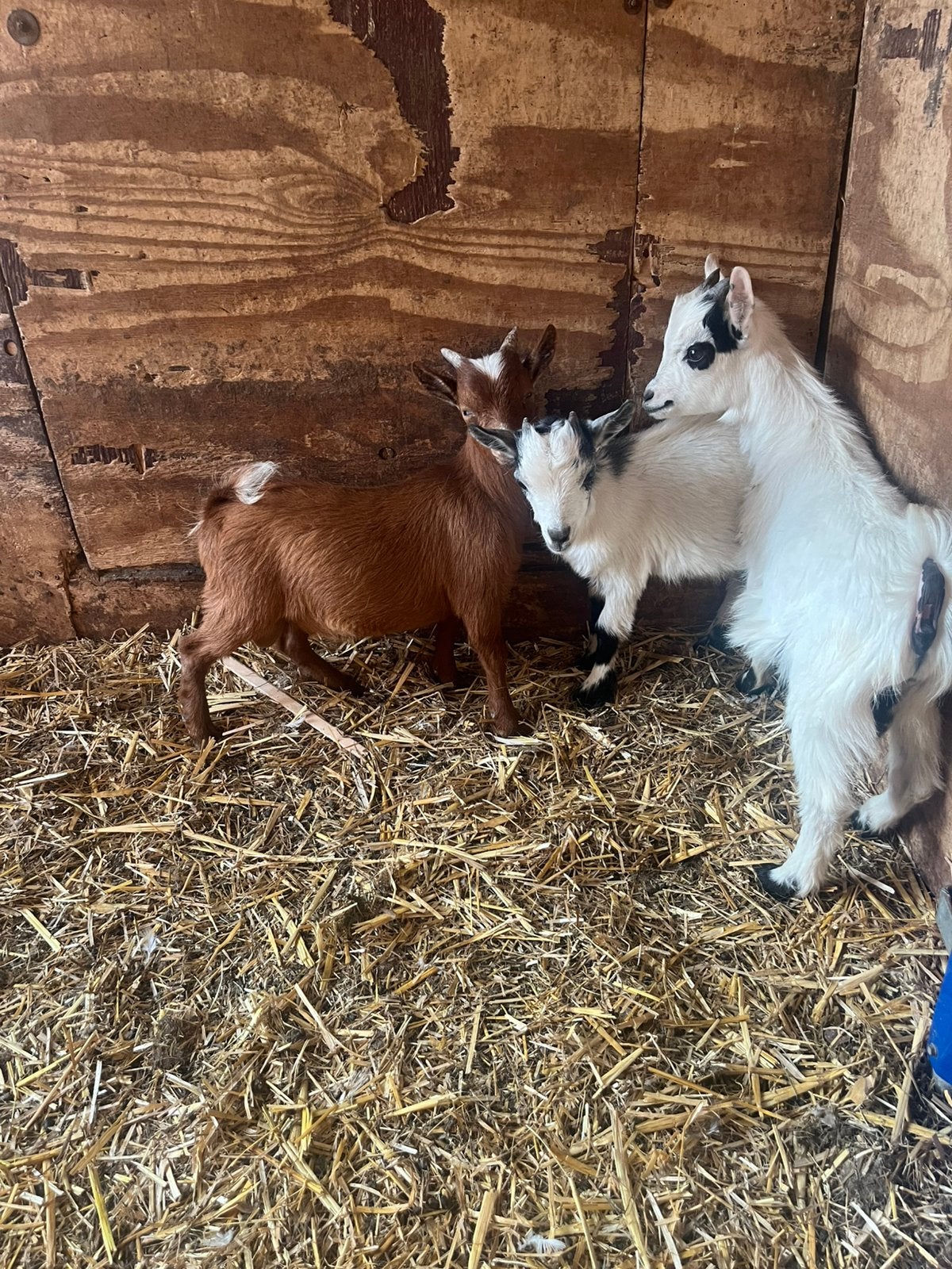 Mini dwerggeitjes, Dieren en Toebehoren