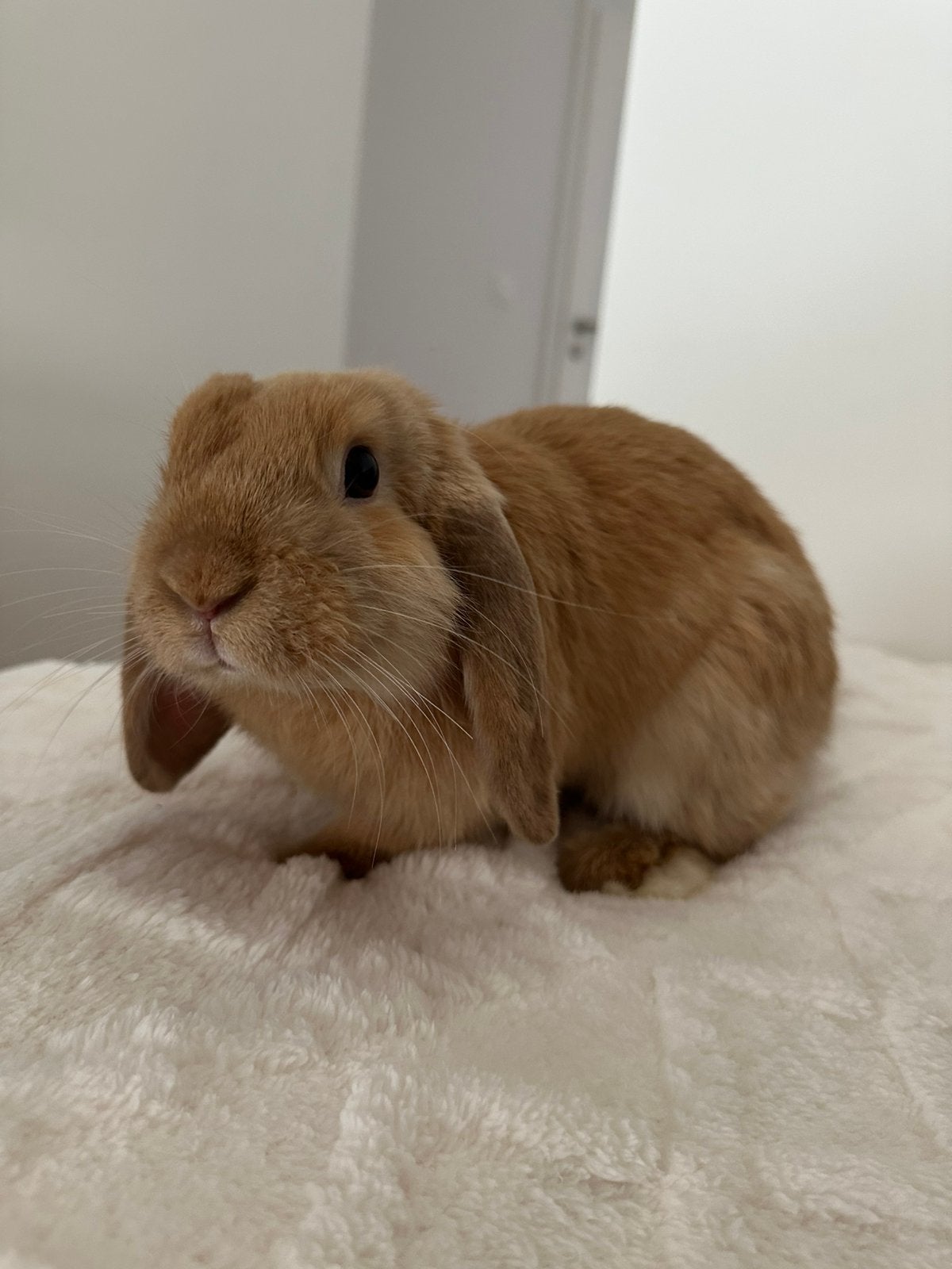 Lief hangoorkonijn (ram), Dieren en Toebehoren, Konijnen