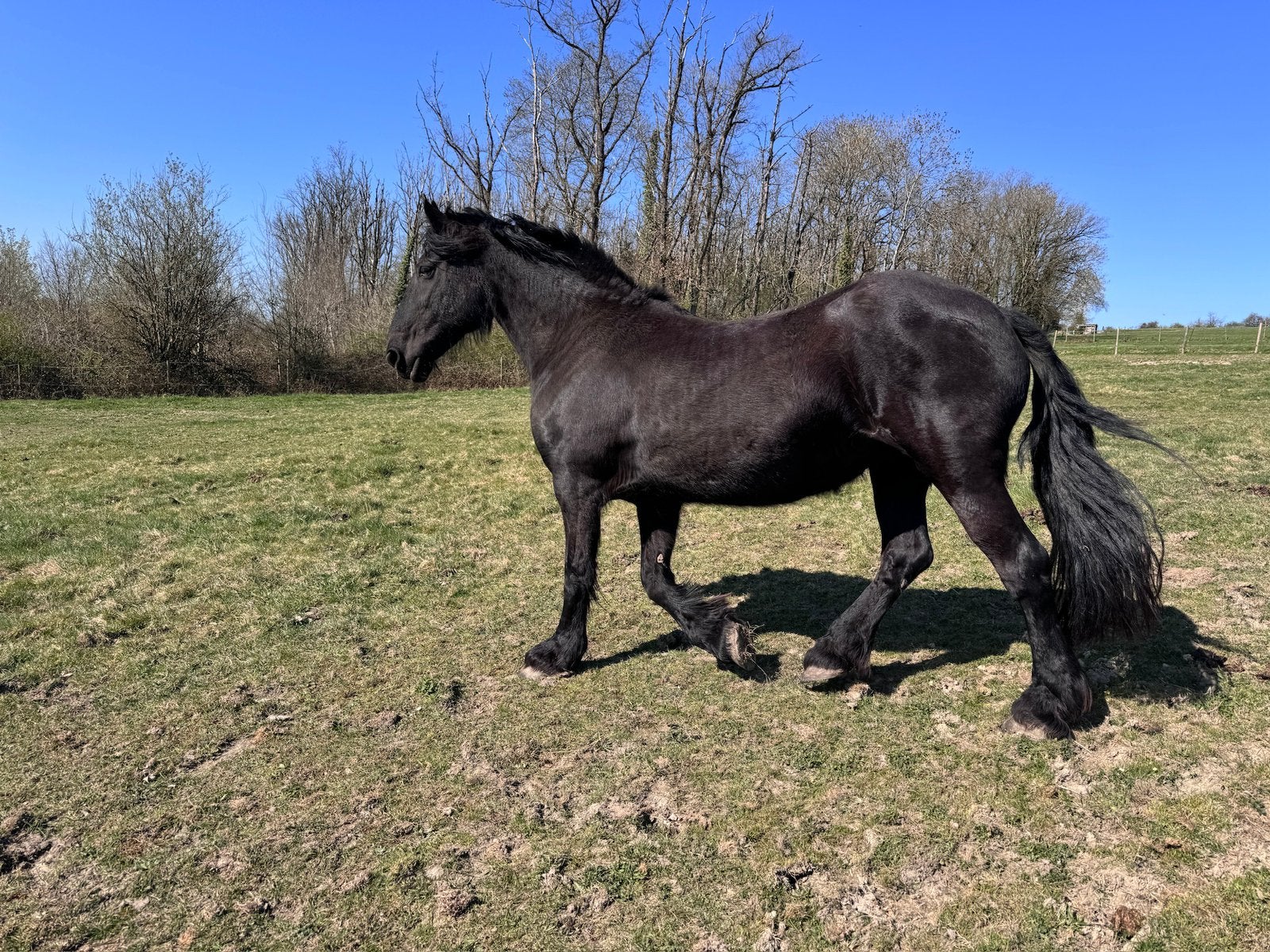 Jumenr frison pleine, Hengst