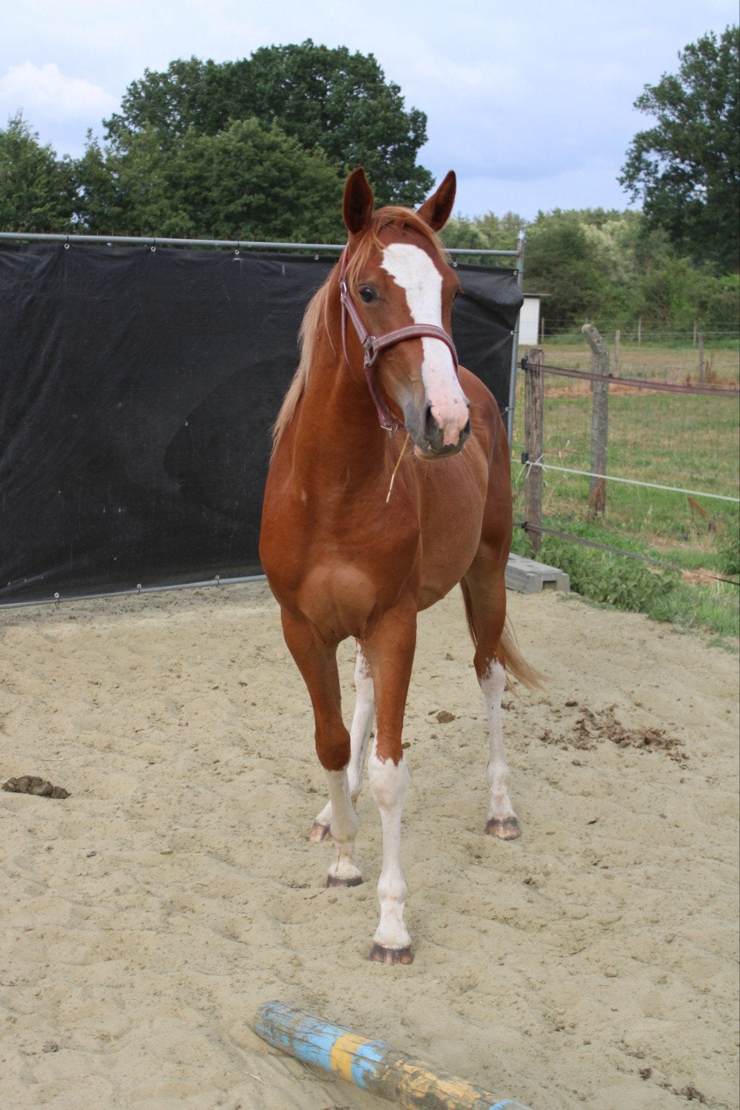 Twee 2-jarige hengsten te koop, Dieren en Toebehoren, Paarden, Hengst, Z