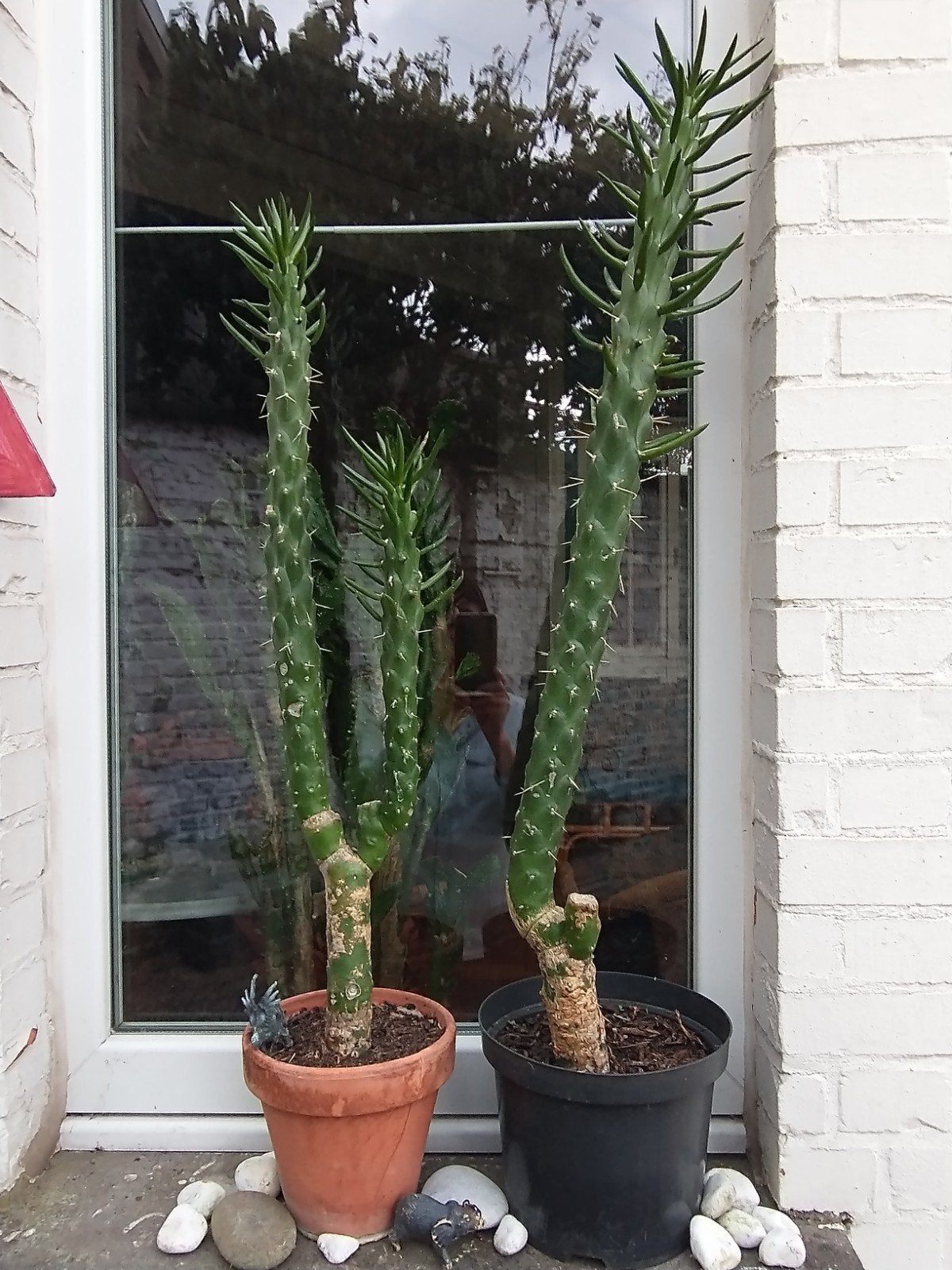 ronde schijfcactus (australocylindropuntia), Ophalen, Vaste plant, Volle zon
