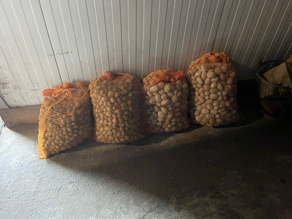 Pootaardappelen, Ophalen