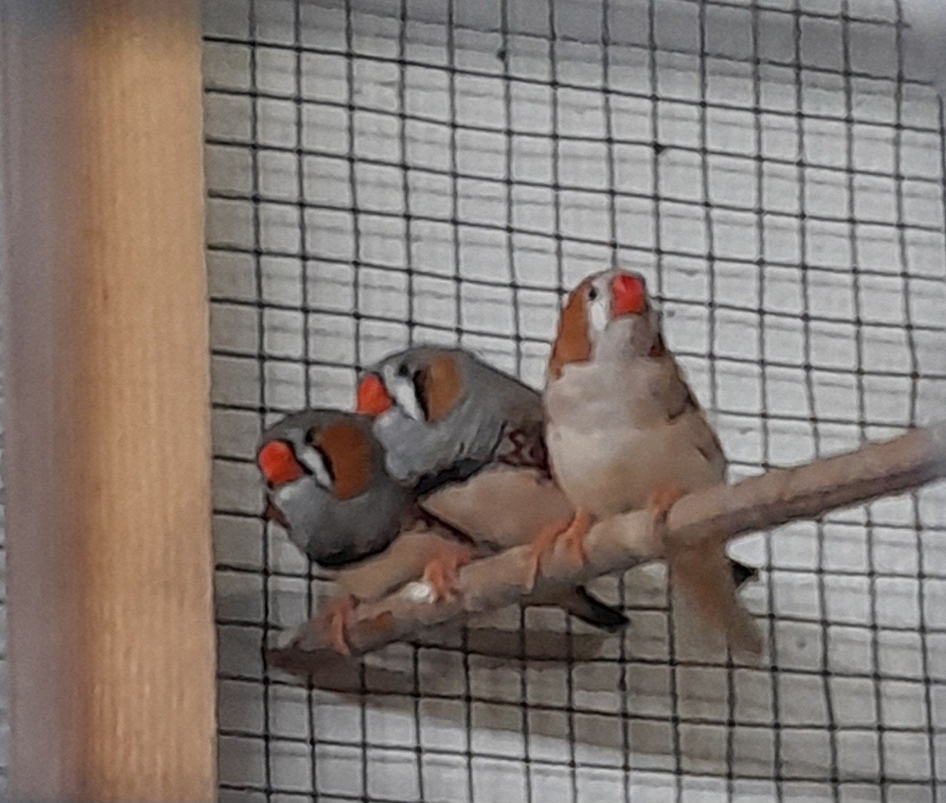 zebravinken, Animaux & Accessoires, Mâle, Oiseau tropical