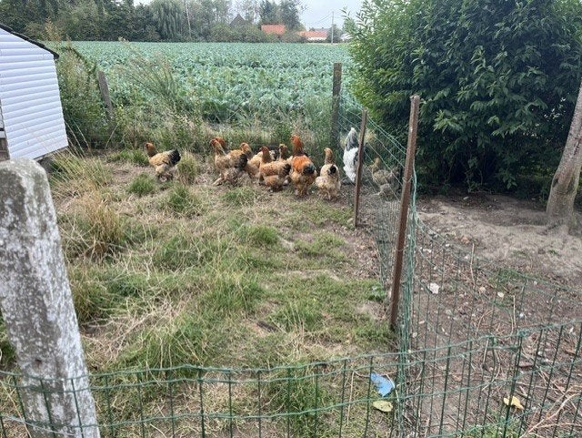 kippen, Plusieurs animaux, Poule ou poulet