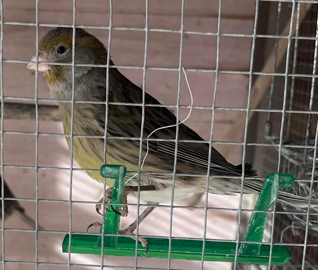 Mooi Kanariepopje, jong van 2025, Dieren en Toebehoren, Vrouwelijk