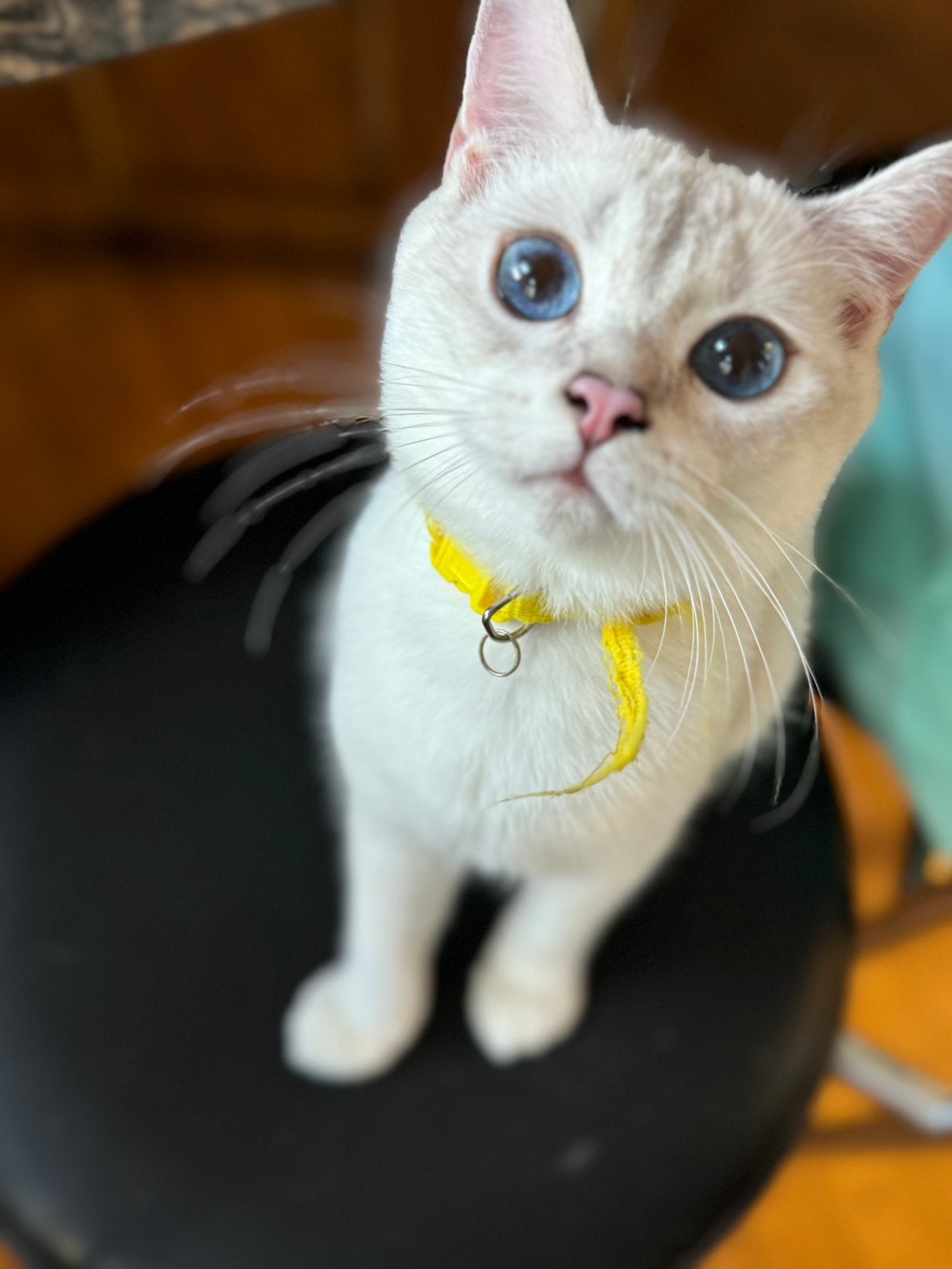 kittens Britse korthaar, Dieren en Toebehoren, Kater, Gechipt, 0 tot 2 jaar