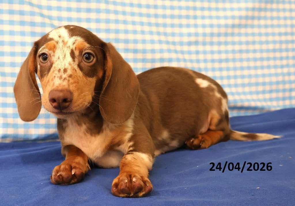 Super leuke Teckel pups!, Dieren en Toebehoren, Standaard, 15 weken tot 1 jaar, Reu, CDV (hondenziekte)