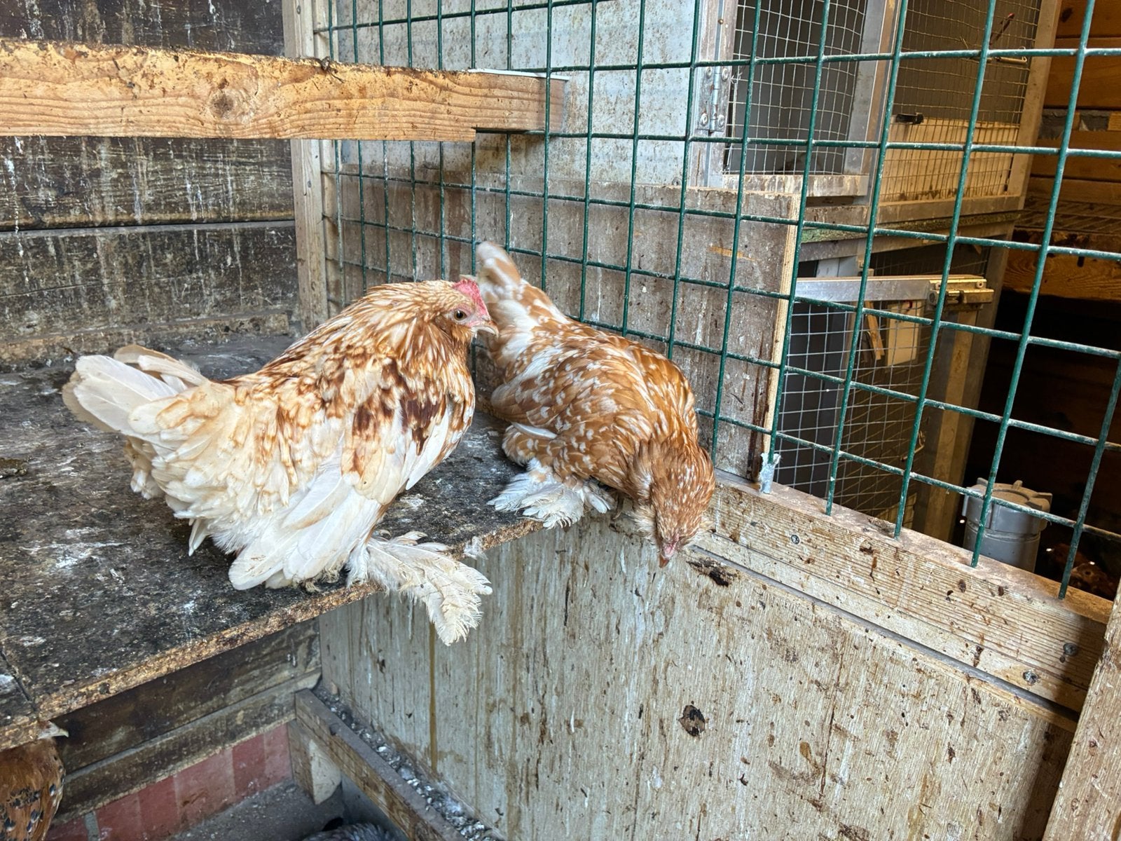 Ukkelse baardkriel  - okerwit porselein - koppel, Dieren en Toebehoren, Pluimvee, Meerdere dieren, Kip