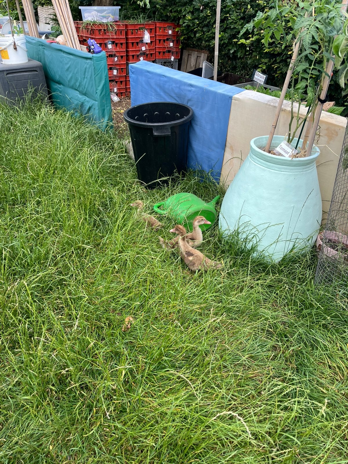 Barberie eenden geboren in mei, Eend