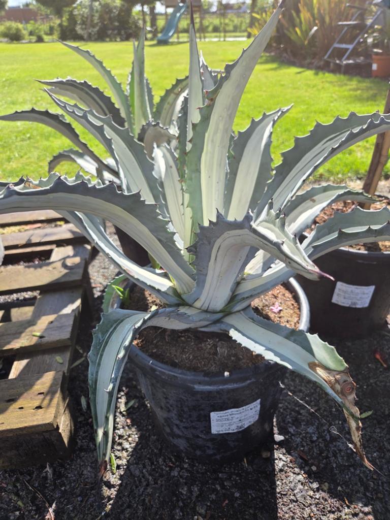 Agave Mediopicta Alba, Ophalen