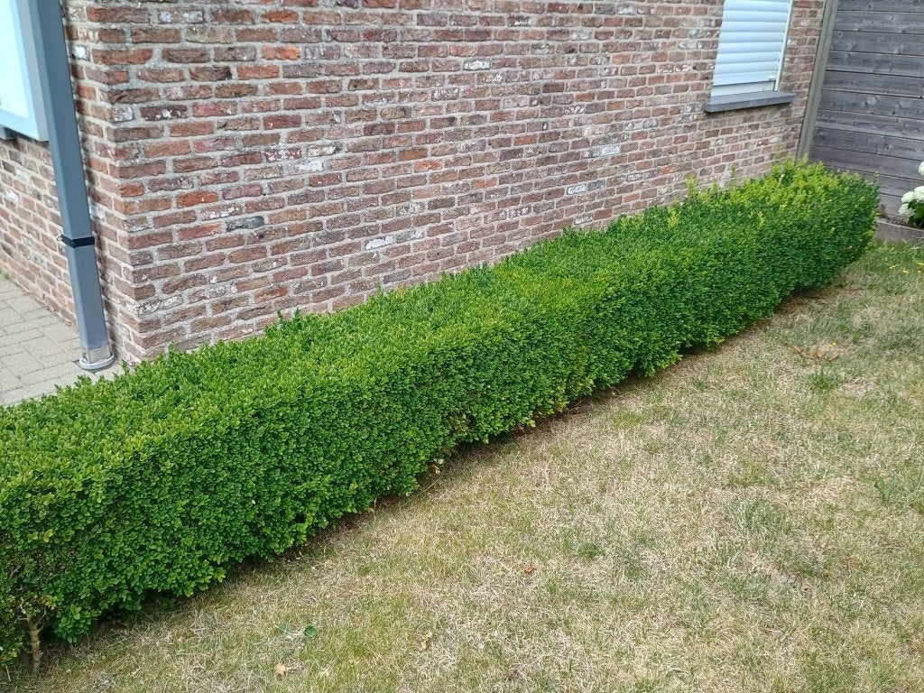 gezonde buxus haag, Tuin en Terras, Ophalen, Buxus, Haag