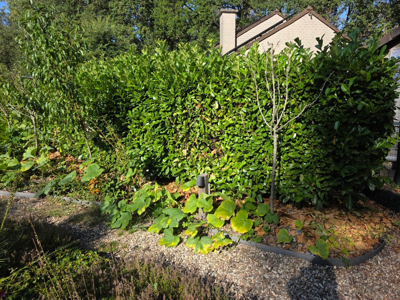 laurierkers (Prunus laurocerasus), Ophalen, Laurier, Haag, 100 tot 250 cm