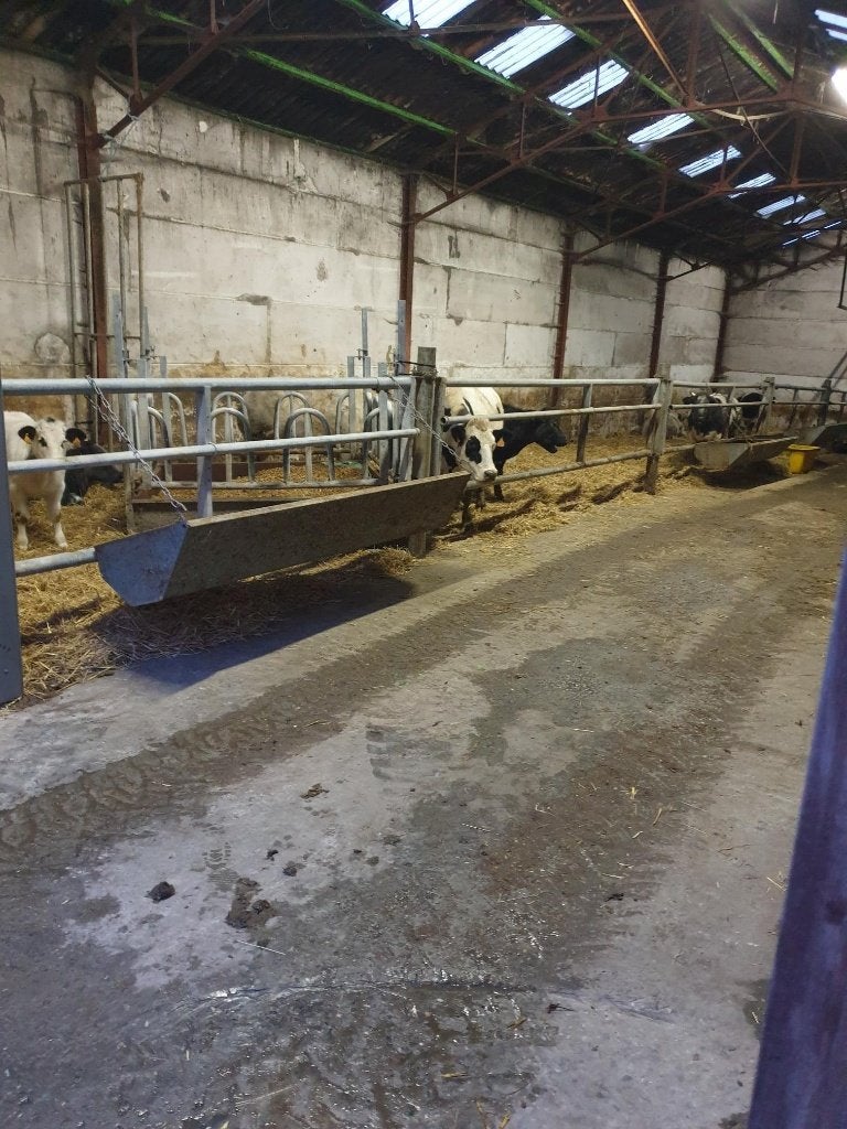 voederhekkens en kalverhekkens, Dieren en Toebehoren