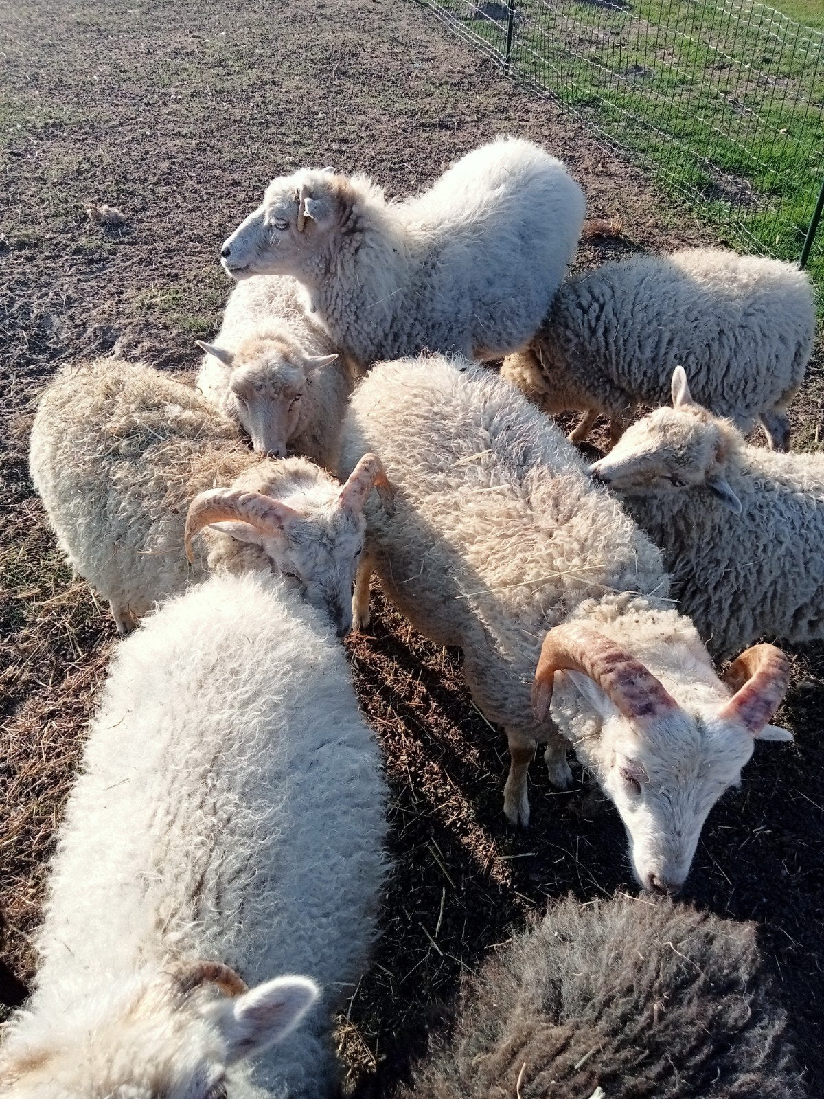 mini schaapjes., Dieren en Toebehoren, Meerdere dieren, Schaap, 0 tot 2 jaar