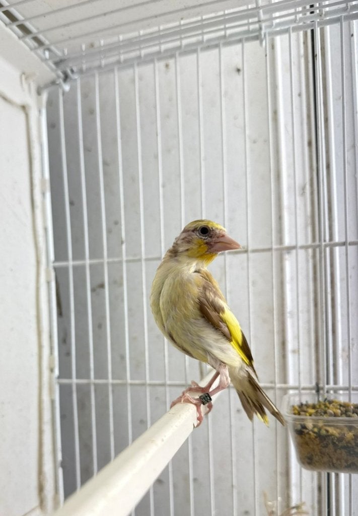 Chardonneret Mutation Isabelle et isabelle jaune, Dieren en Toebehoren, Geringd