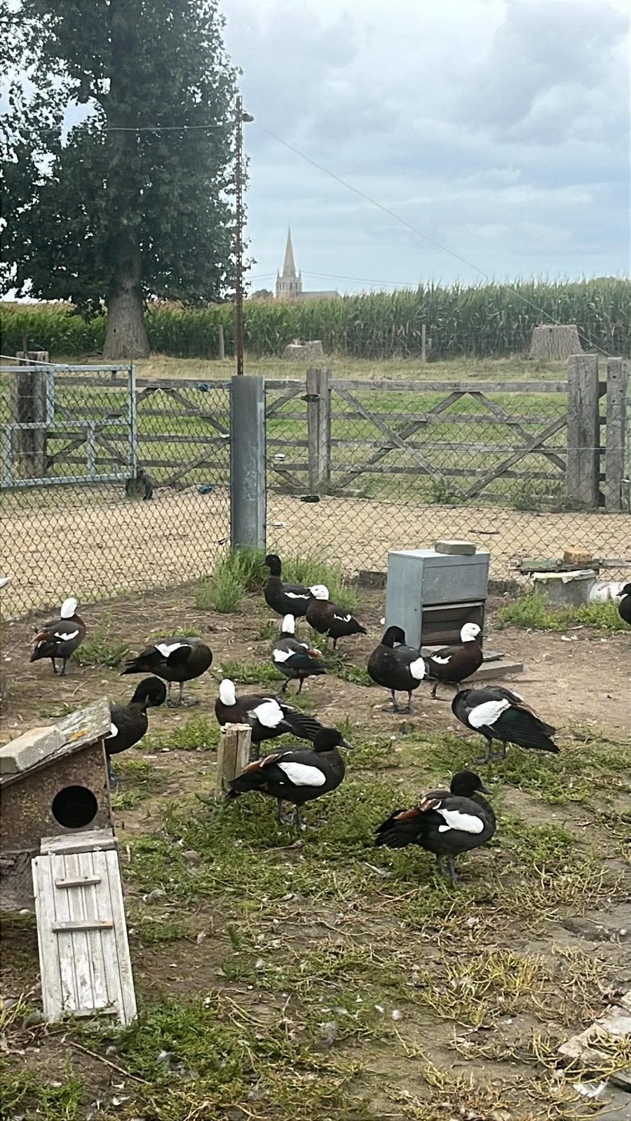 paradijs casarcas onverwant, Dieren en Toebehoren, Meerdere dieren, Eend