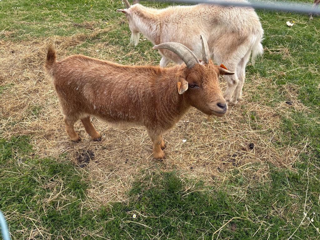 2 gentils boucs castres, Mâle, Chèvre, 3 à 5 ans