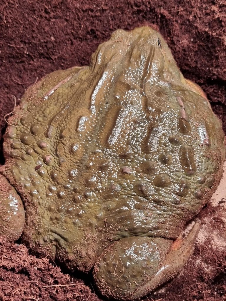 Afrikaanse stierkikker -Pyxicephalus adspersus, Dieren en Toebehoren, Amfibie, Met terrarium