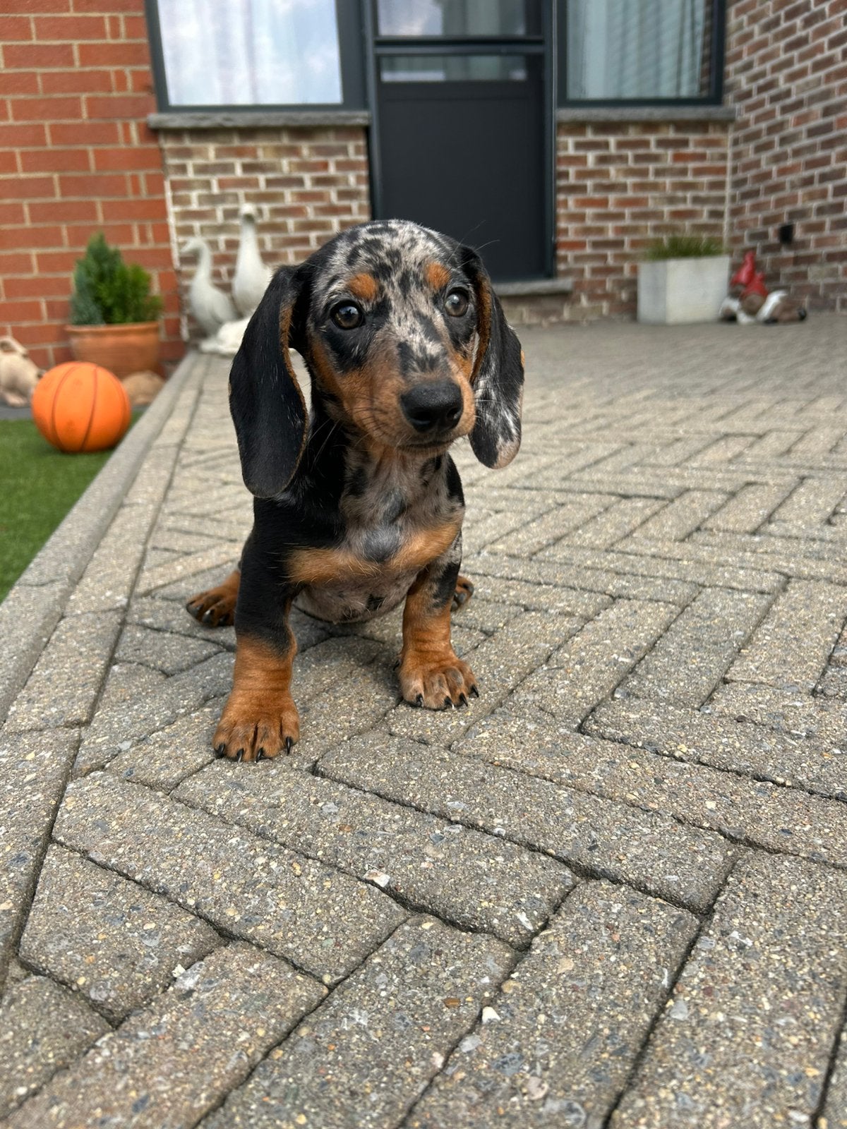 Teckel pups kortharig, België, 8 tot 15 weken, Meerdere, Fokker | Professioneel