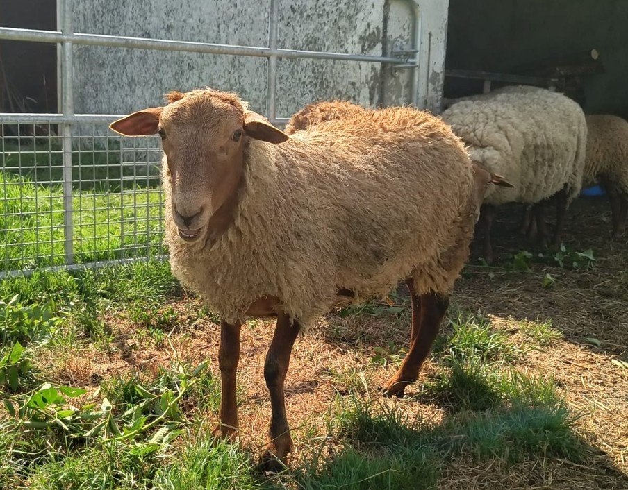 Ardense Voskop ram lammeren, 2 stuks, ingeschreven, Dieren en Toebehoren, Schapen, Geiten en Varkens, Mannelijk, Schaap, 0 tot 2 jaar