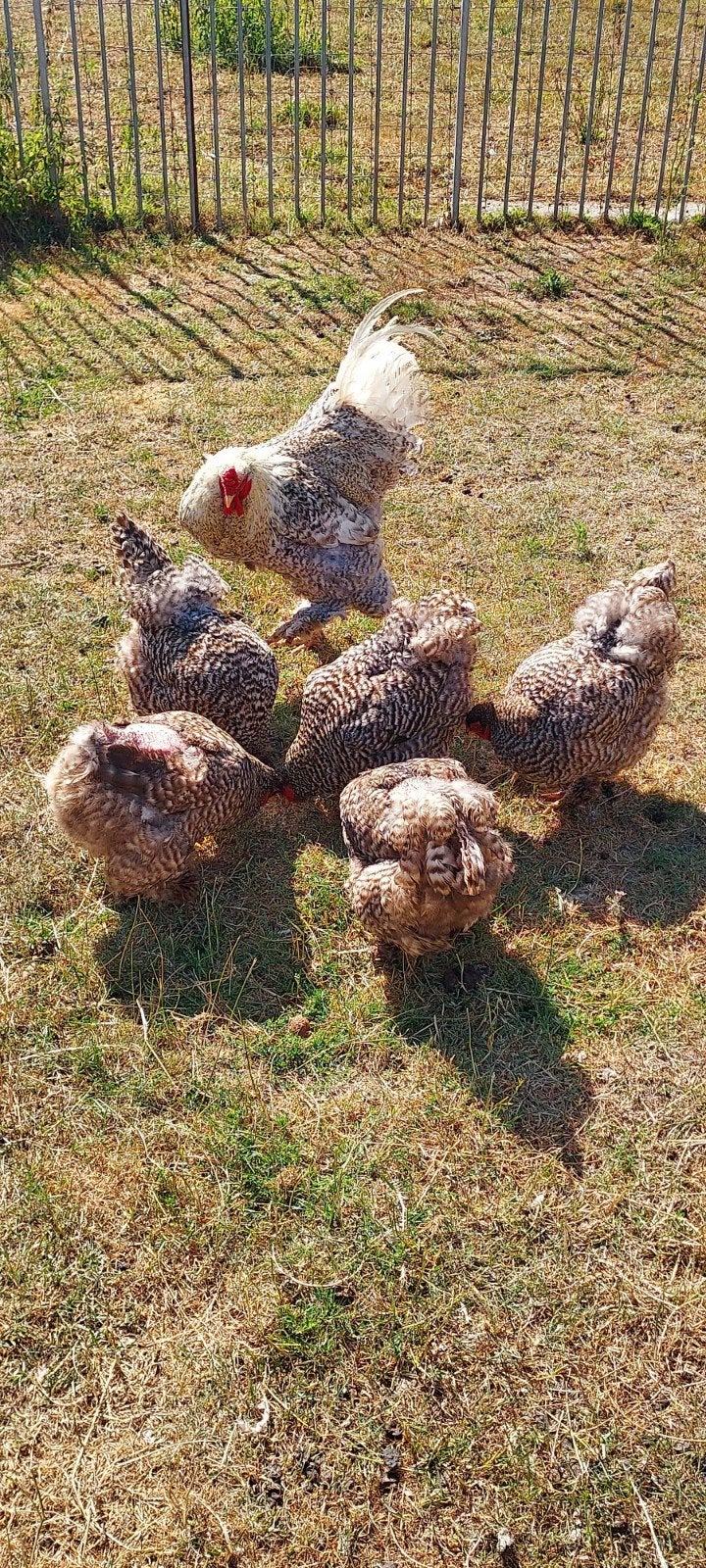 Brahma koekoek toom, Plusieurs animaux, Poule ou poulet