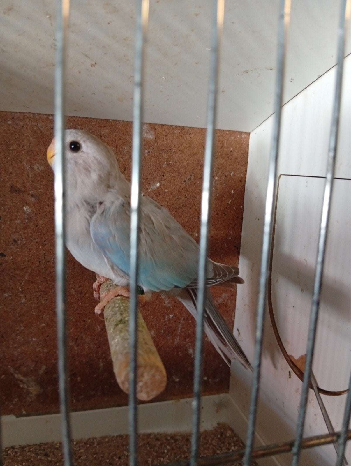 Splendid cinnamon blauw pop 26, Dieren en Toebehoren, Vogels | Parkieten en Papegaaien, Geringd