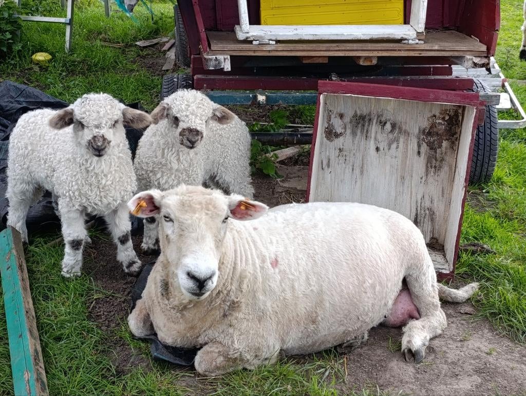 2 ooien te koop, Femelle, Mouton, 0 à 2 ans