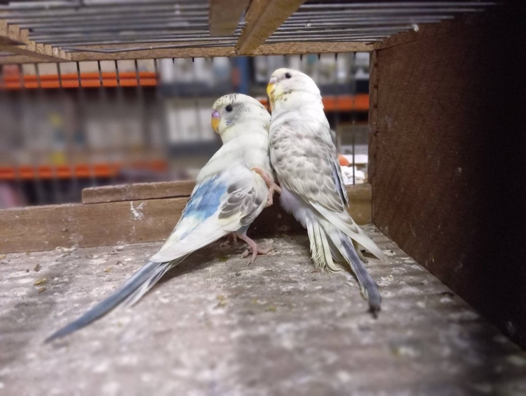 koppel grasparkieten van eind mei 2026, Dieren en Toebehoren, Parkiet