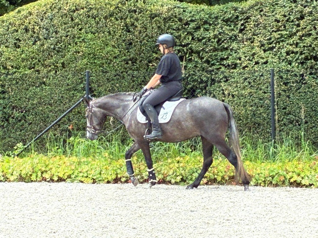Super toffe D-pony, Zadelmak, 3 tot 6 jaar, D pony (1.37m tot 1.48m), Merrie