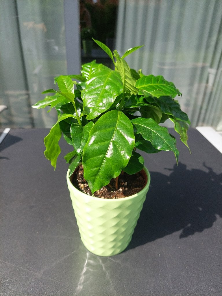 groen bloempotje, cache pot met koffieplant(Coffea), Huis en Inrichting, Kamerplanten, Ophalen, Halfschaduw