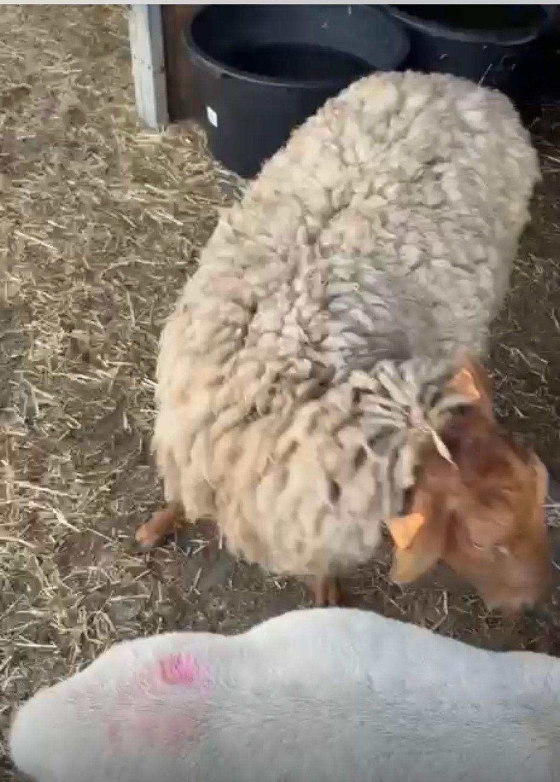 Vos kop ram lam, Dieren en Toebehoren, Mannelijk, Schaap