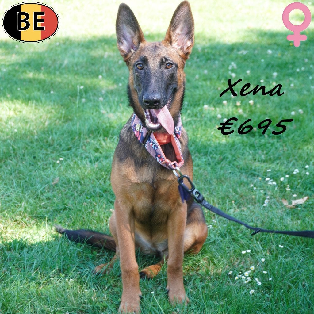 Berger Malinois, Xena (belge) à vendre, 15 semaines à 1 an, Commerçant, Chienne, Un chien