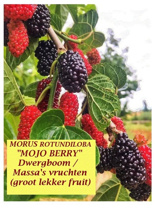 STRUIKEN ZWARTE MOERBEI MOJO BERRY, VOLGEND JAAR FRUIT ! 18€, Tuin en Terras, Ophalen of Verzenden, Vaste plant, Fruitplanten