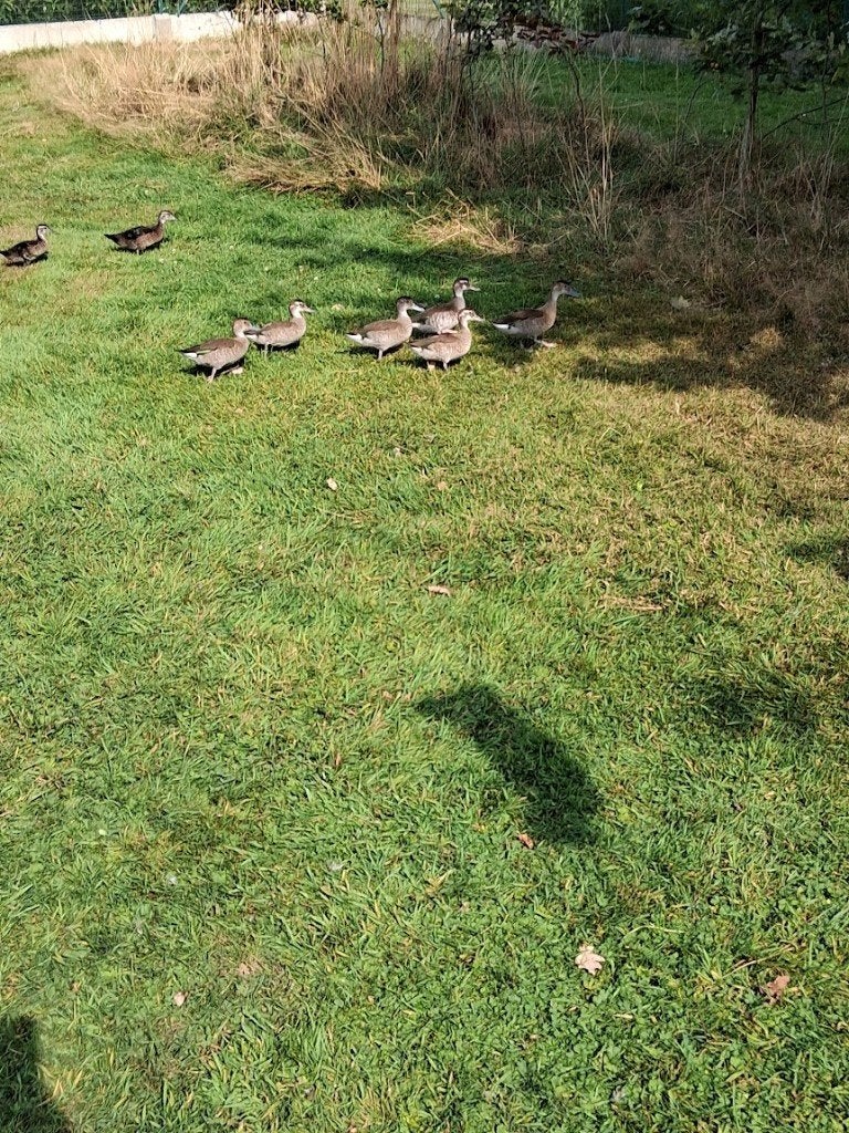 siereenden, Dieren en Toebehoren, Pluimvee, Meerdere dieren, Eend