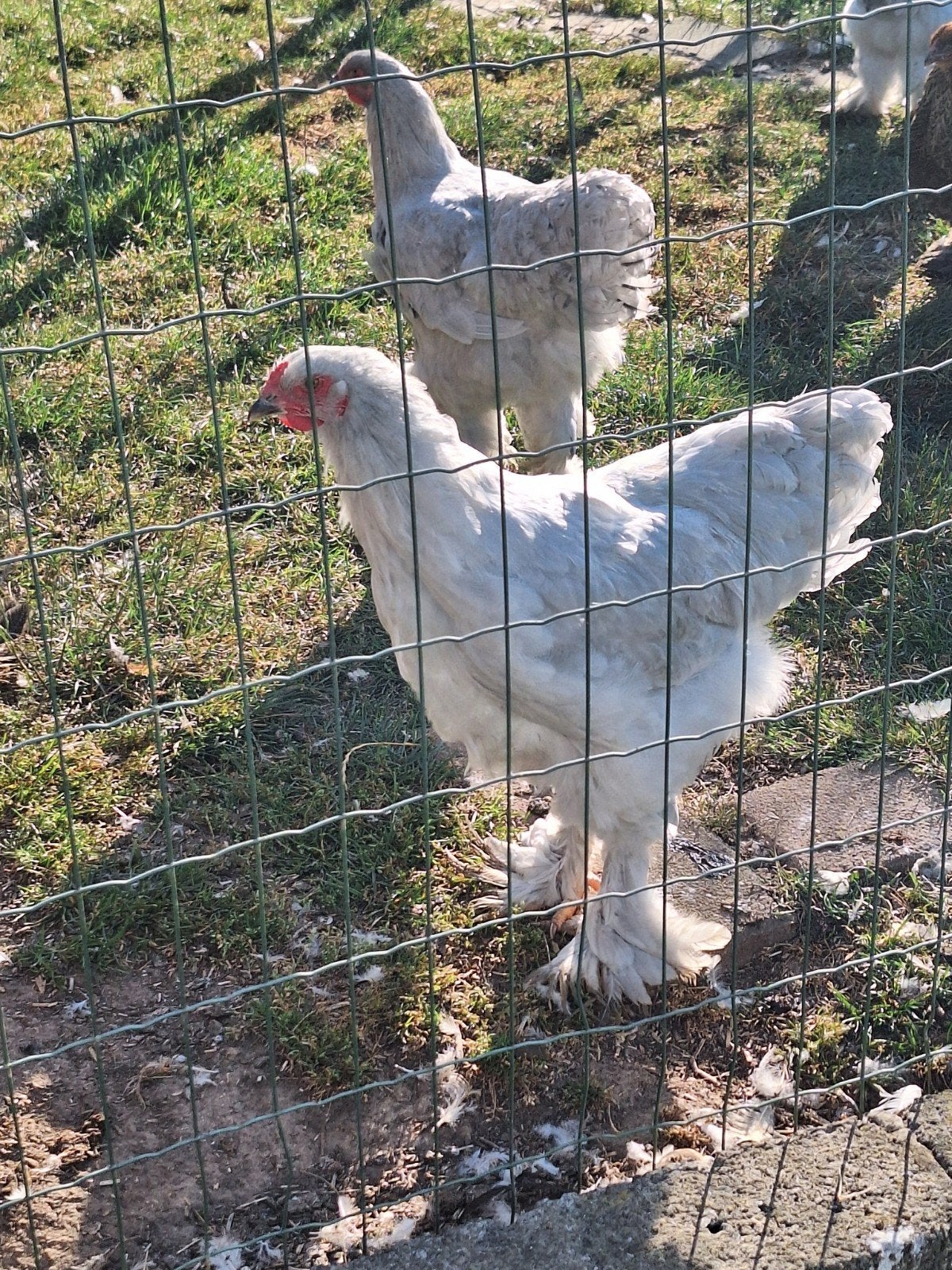 brahma isabel