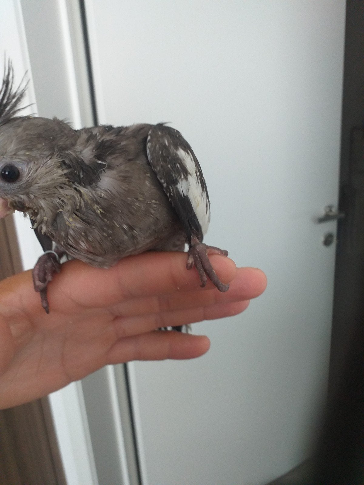 Een jonge valkparkiet Eet nog 3maal pap per dag nutribird 21, Dieren en Toebehoren, Vogels | Parkieten en Papegaaien