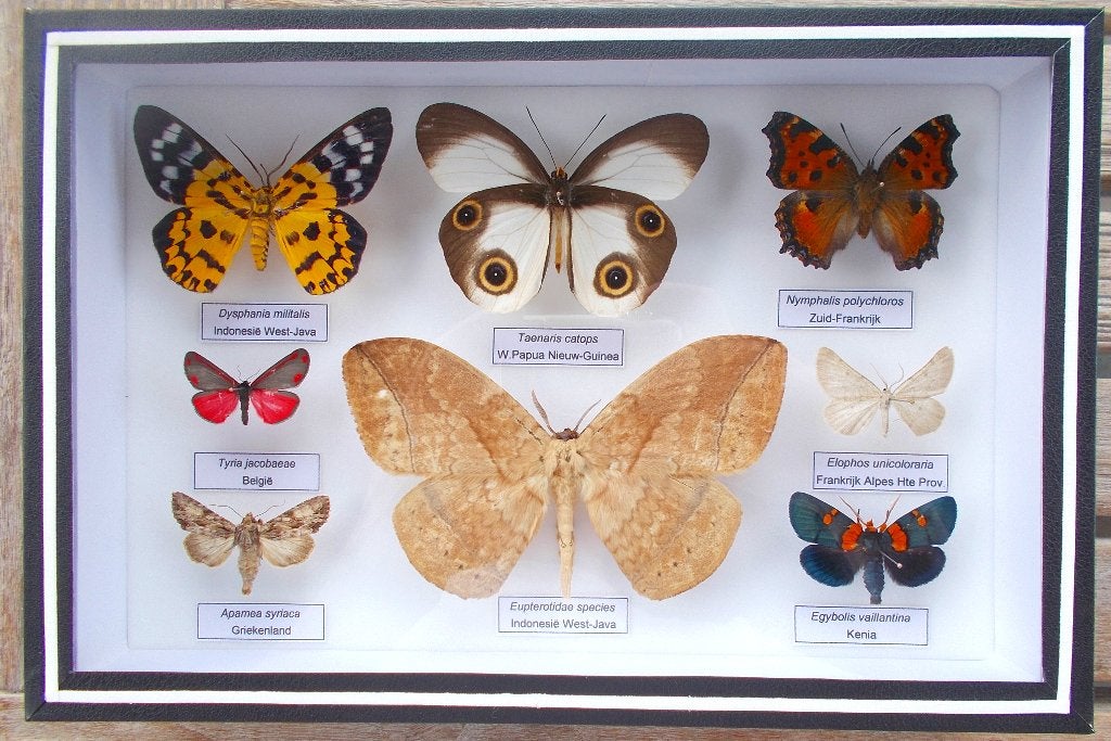 Kastje met vlinders, Ophalen, Nieuw, Insect, Overige typen