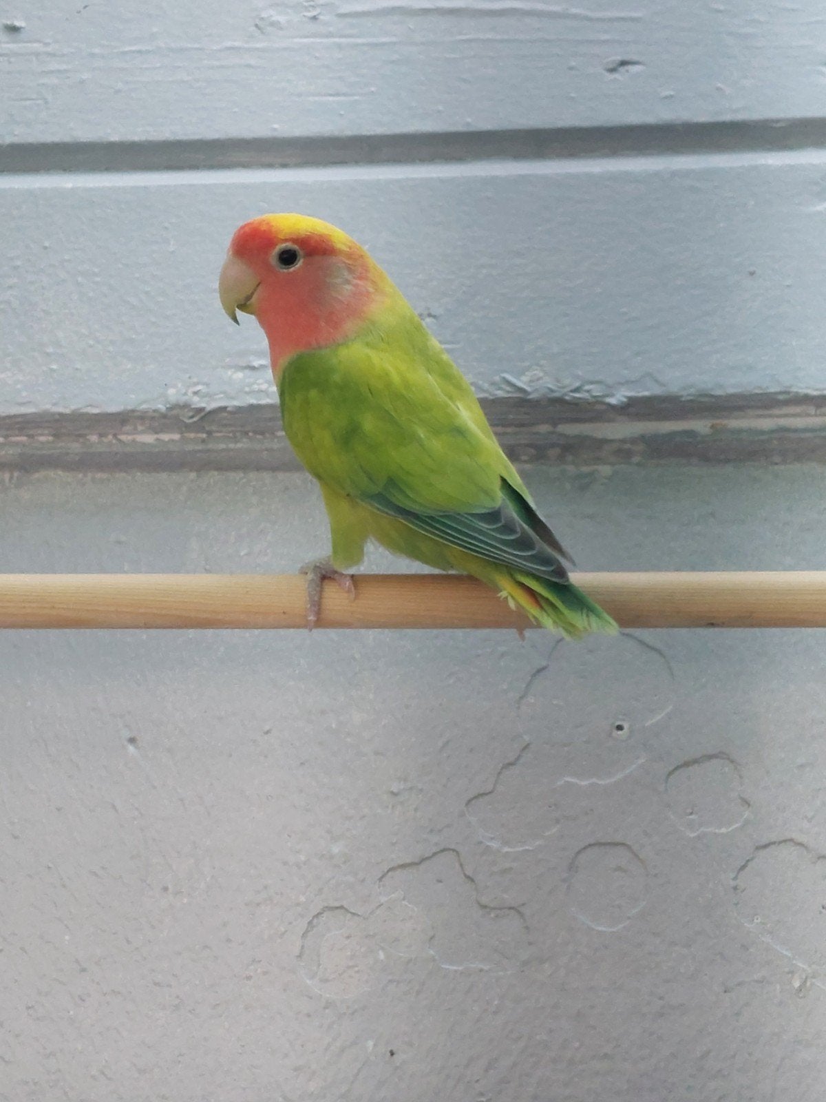 agapornis roseicollie man, Dieren en Toebehoren