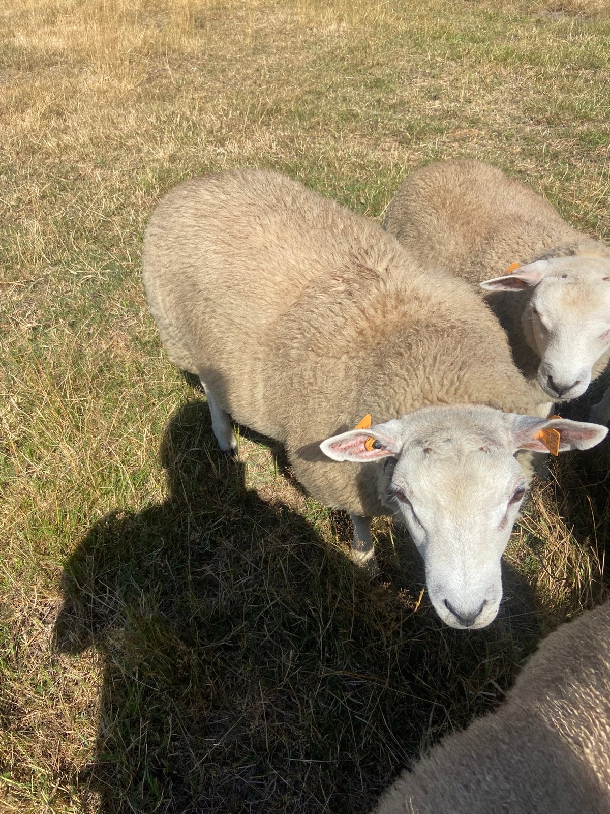 Schapenbokken, Dieren en Toebehoren, Mannelijk, Schaap, 0 tot 2 jaar