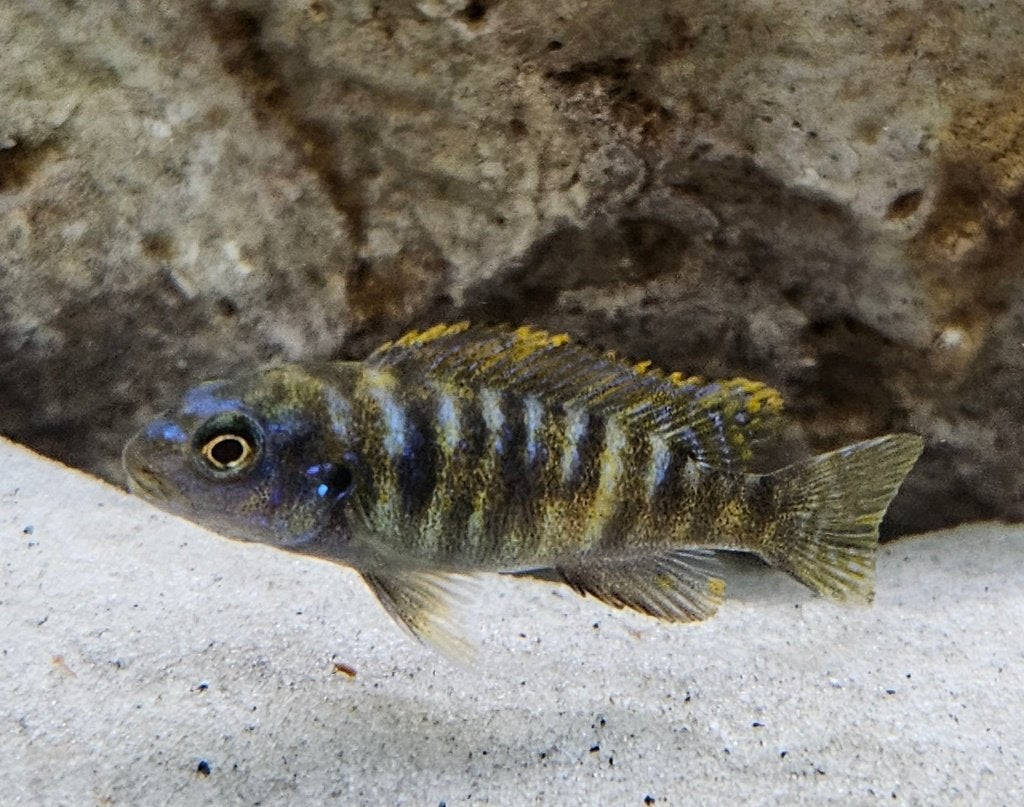 Labeotropheus trewavasae sur des cichlidés du Malawi, Animaux & Accessoires, Poissons | Poissons d'aquarium, Poisson, Poisson d'eau douce